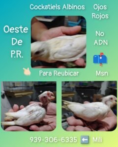 Cockatiels para reubicar