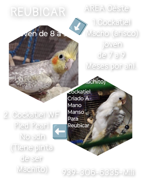 Cockatiels para reubicar