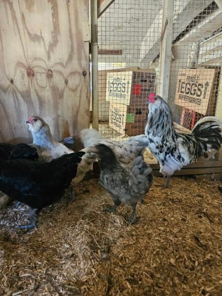Huevos fertiles Ameraucana