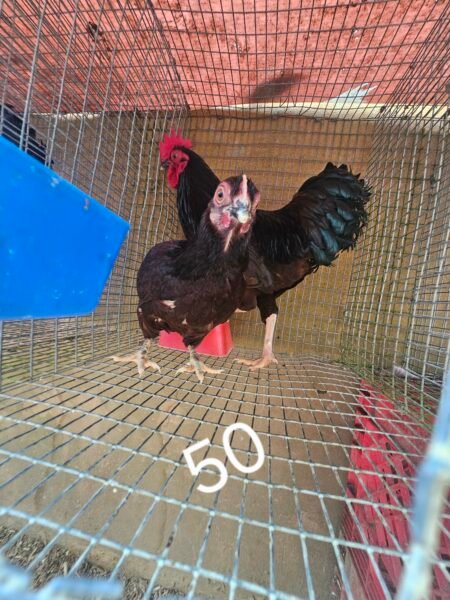 Rhode Island Red Bantam Show Quality