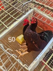Rhode Island Red Bantam Show Quality