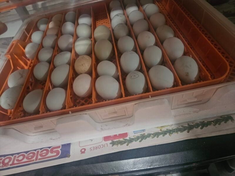 Huevos fertiles Ameraucana