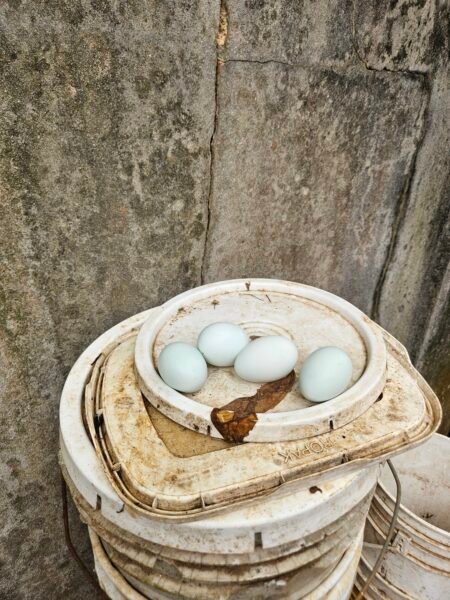 Huevos fertiles Ameraucana