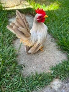 Gallo Giro