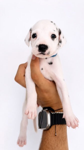 Dálmata Hembra Disponible 💙