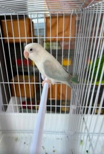 Fallow Split Op. Euwing