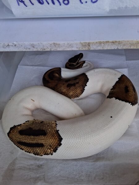 Pied 1,375 gramos