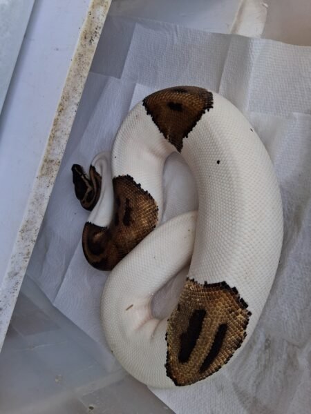 Pied 1,375 gramos