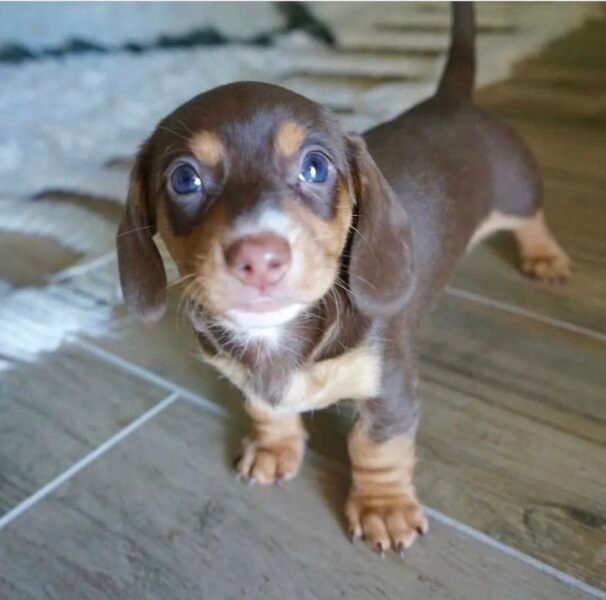 🐾 Cachorros Dachshund Puros – Machos y Hembras en Adopción | Puerto Rico