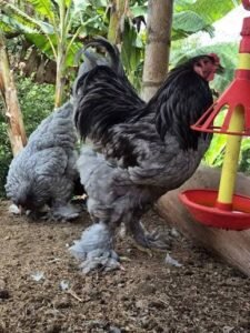 gallo Brahama Blue