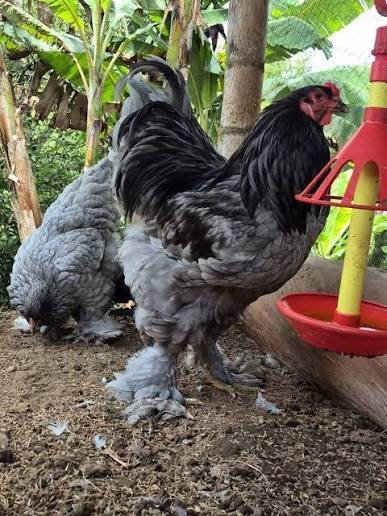 gallo Brahama Blue