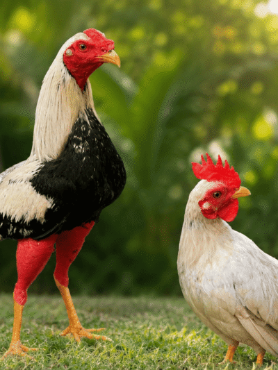 Gallos y Gallinas