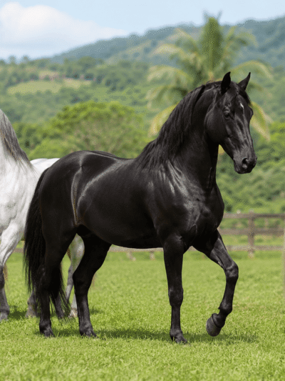 Caballos