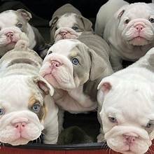 🐾 Cachorros Bulldog Inglés Machos y Hembras en Adopción – Puerto Rico