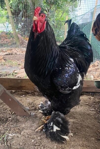 Huevos fértiles raza brahma puro