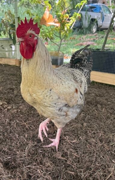 Raza mix barred rock