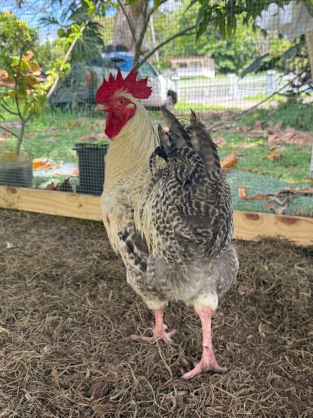 Raza mix barred rock