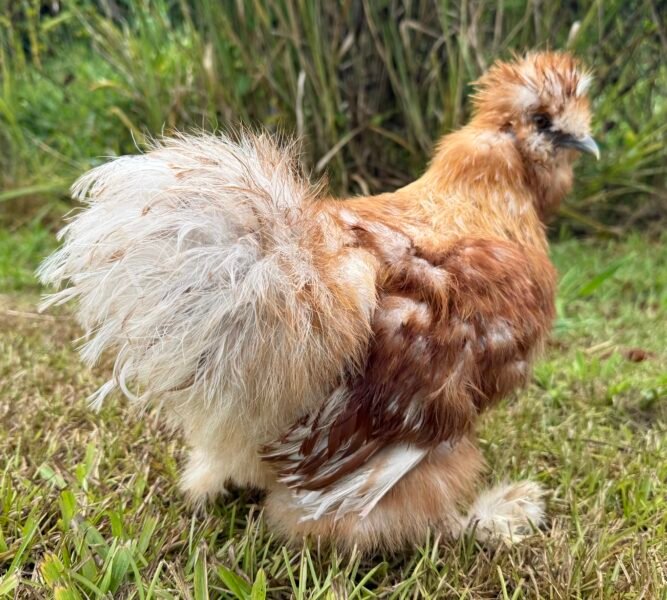 Huevos fértiles raza brahma puro