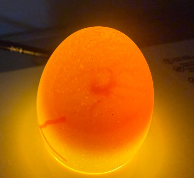 Huevos fértiles raza brahma puro