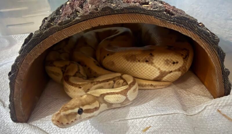 2 Piton bolas