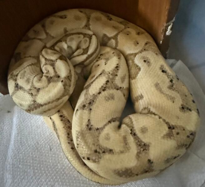 2 Piton bolas