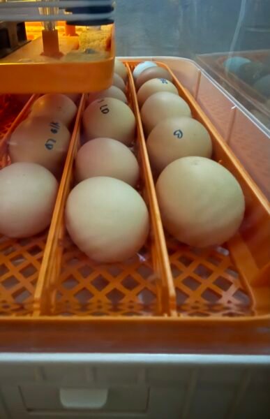 Huevos fértiles raza brahma puro