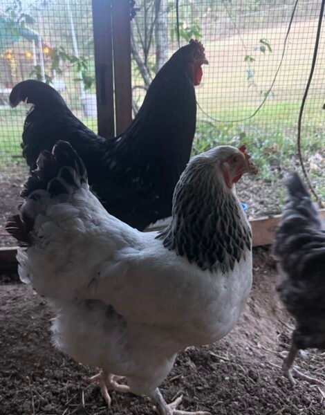 Huevos fértiles raza brahma puro