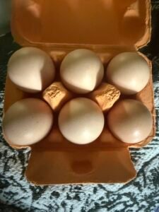Huevos fértiles raza brahma puro