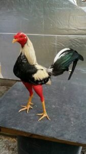Ejemplo de gallo de pelea!