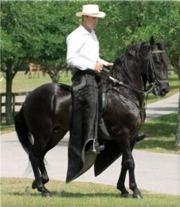 Caballo de paso fino