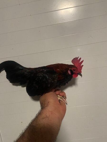 Gallo Kiris