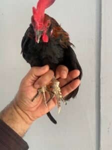 Gallo Kiris