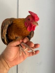Gallito Kiris