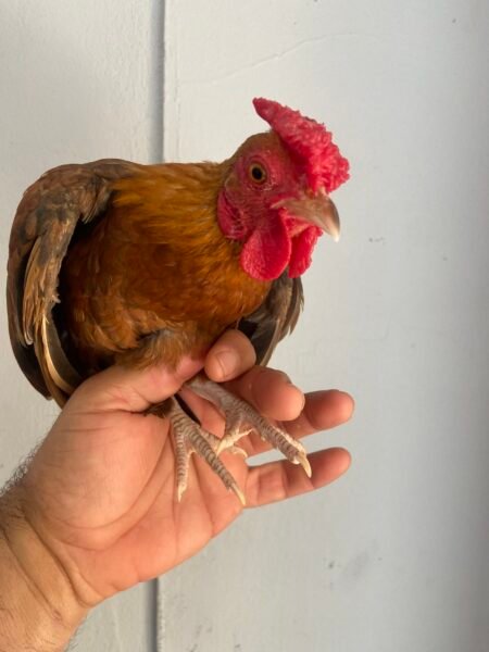 Gallito Kiris