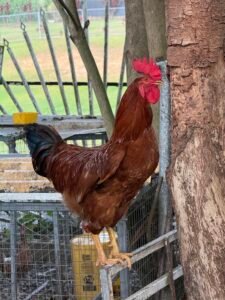 Rhode Island Red Joven