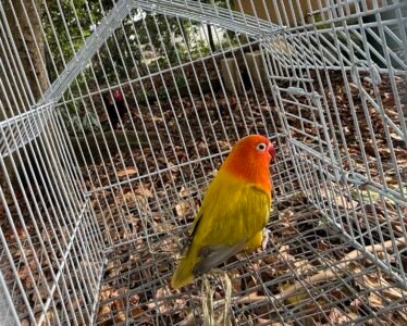 Lovebird opalina golden