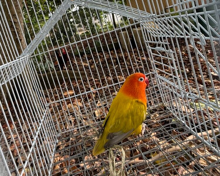 Lovebird opalina golden