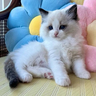 🐾 Gatitos Ragdoll TICA Registrados – Machos y Hembras en Adopción | Puerto Rico