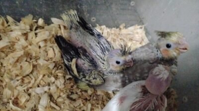 Cockatiel Bebé HandFeed , para reubicar. Área Oéste este de Lares PR