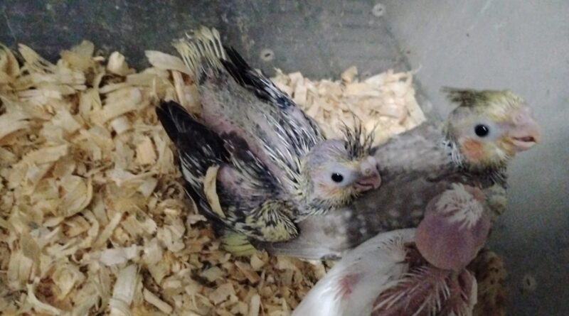 Cockatiel Bebé HandFeed , para reubicar. Área Oéste este de Lares PR