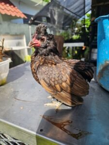 Gallina disponible / Kiri