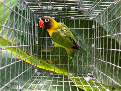 Lovebird Personata