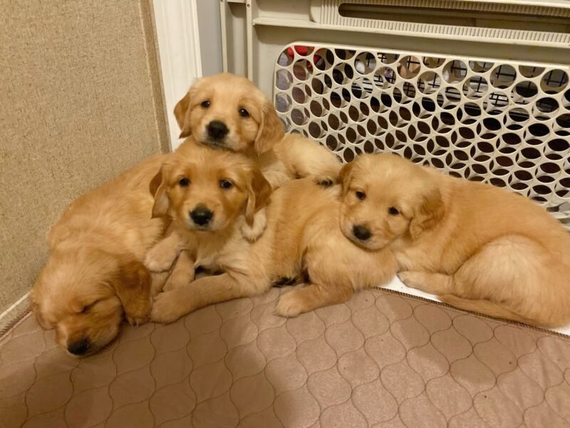 🐾 Cachorros Golden Retriever en Adopción – Puerto Rico