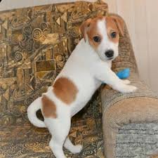 🐾 Cachorros Jack Russell Machos y Hembras en Adopción – Puerto Rico