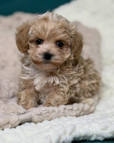 🐾 Cachorros Maltipoo de Raza – Machos y Hembras en Adopción | Puerto Rico