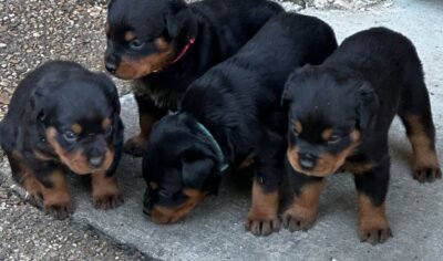 🐾 Cachorros Rottweiler Machos y Hembras en Adopción – Puerto Rico