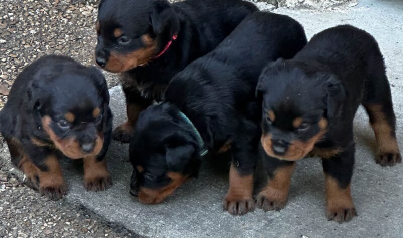 🐾 Cachorros Rottweiler Machos y Hembras en Adopción – Puerto Rico