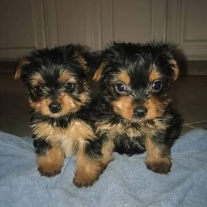 🐾 Adorables Cachorros Yorkie en Adopción – Puerto Rico