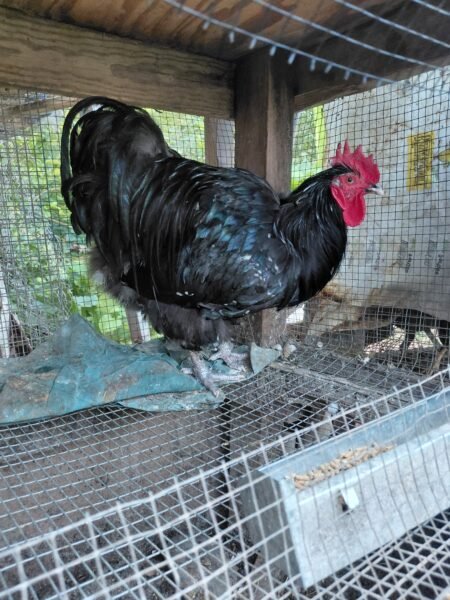 gallo orpinton moteado