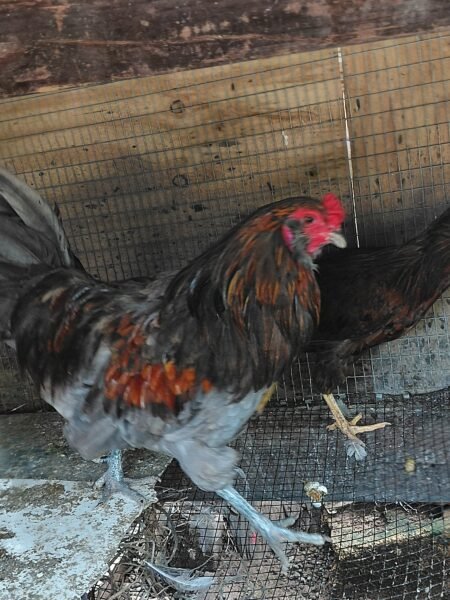 gallo Amaraucano